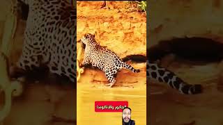 Tiger saamp ko pakda haisohrt video [upl. by Fredie758]