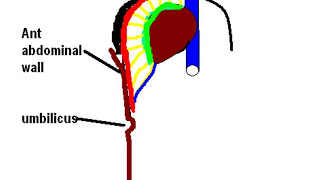 Falciform Ligament Your Guide to the Livers Anchor  Anatomy Explained [upl. by Tibbetts]