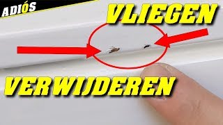 TIPS OM VLIEGEN EN INSECTEN TE VERWIJDEREN UIT VERF WAT NOG NAT IS How to remove flies out of paint [upl. by Ardnossak]