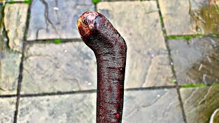 The perfect Blackthorn Shillelagh Cudgel [upl. by Izabel]