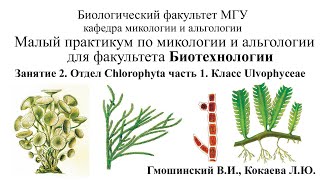 Малый практикум для студентов фта Биотехнологии 2 занятие Отдел Chlorophyta 1 часть [upl. by Zerla823]