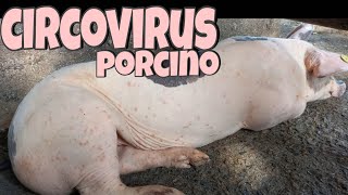 Cricovirus porcino 🦠  Síntomas Y Prevención 🐷 [upl. by Persian]