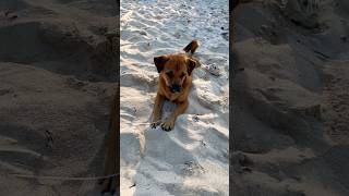 Nusa Puppy Land 🐶 travel shorts indonesianisland bali nusalembongan pet puppies dog [upl. by Namurt]