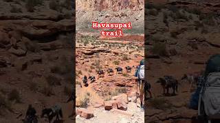 Hiking in Havasupai hiking havasupai arizona usa rentingstuffs horse western [upl. by Benedikta]