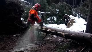 DANGEROUS WORK in the forest with the Husqvarna 572XP chain saw [upl. by Prudence468]