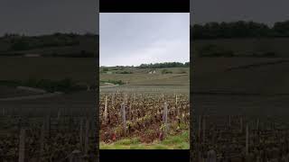 The most expensive vineyard in the world  RomaneeConti vineyard France  romaneeconti [upl. by Kenay]