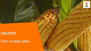 CALIXTO  Dent na słabe gleby🌽 [upl. by Yasibit]