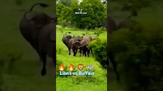 Lions 🔥 Buffalo shorts shots shortsfeed trending viralshorts lion [upl. by Crosley]