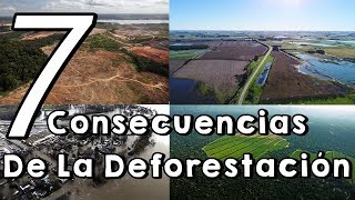 Cuáles Son Las Consecuencias De La Deforestación Y La Tala Inmoderada [upl. by Einnel664]