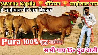 Swarna Kapila 🏆 चैंपियन 🏆 साहीवाल गाय 👌 हजारों लाखों में 1 🎉 Top Class 6 Sahiwal Gir Cow For Sale [upl. by Mail]