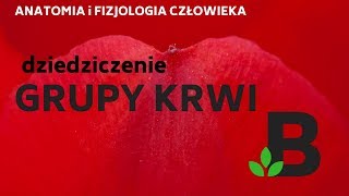 Dziedziczenie grupy krwi u człowieka  KOREPETYCJE z BIOLOGII  248 [upl. by Oreves]