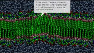 spontaneous bilayer formation [upl. by Eilrebmik]