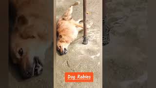 Anjing Rabies [upl. by Nesiaj]