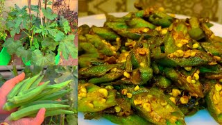 Harvesting Lots Of Organic Okra BhindiFor Cooking Delicious Soy Okra Bhindi Fry RecipeOkra Fry [upl. by Anytsirhc]