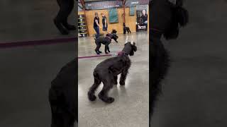 Giant Schnauzer Madness protectiondogsalesPDS Protection Training Puppies [upl. by Aniri]