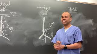 Abdominal Gut Vessels Chalk Talk Summary [upl. by Anselma]