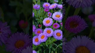 Erigeron speciosus Aster alpigenus menimkanalim2023 [upl. by Yup]