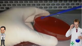 Urocultura  Entenda como interpretar o crescimento bacteriano em placas de ágar sangue 1ª parte [upl. by Assirralc710]