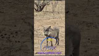 warthog with a bird parasite on its head wildlife [upl. by Dyrrej]