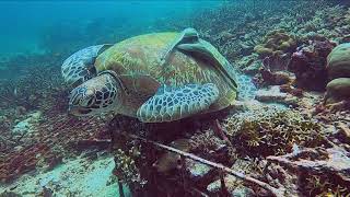 Scuba Diving in Raja Ampat with the Tambora Liveaboard Dec 2023  Jan 2024 Turtles [upl. by Enajyram826]