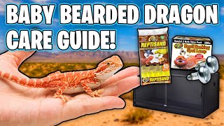 Baby Bearded Dragon Care Guide  How To Take Care of a Bearded Dragon [upl. by Yerggoeg]