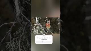 Honeyguide bird help people shorts facts kimtifacts animals [upl. by Roxanna]