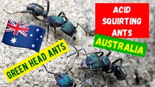 Acid Squirting Ants in Australia  What happens when a Green Ant Bites [upl. by Otter]