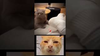 Bombastic cat 😺🤣🤣short viral meju [upl. by Andee]