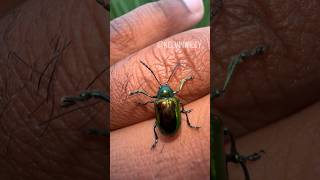 Dogbane Leaf Beetle Handling 🪲 [upl. by Ecirtemed]