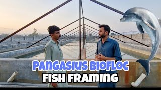 Pangasius Fish Farming in Pakistan  Biofloc fish farming [upl. by Kleinstein]