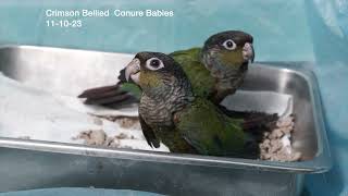 Crimson Bellied Conure 11 10 23 [upl. by Arua]