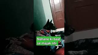 nahani se darta h 😎🤣 dog funny youtubeshorts doglover [upl. by Kristo]