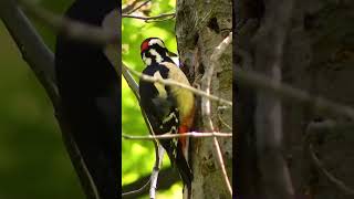 Woodpecker pecking wood  woodpecker soundbirdsanimals birdsounds shortsyoutube [upl. by Vidda]