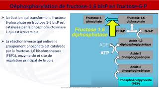 Métabolisme des glucides  Néoglucogenèse [upl. by Jasmina]