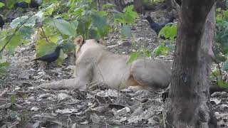 Asiatic Lions  A Roaring Comeback and the Challenges Ahead  Think Wildlife Foundation [upl. by Aroled945]