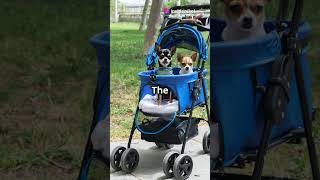 Liaakrr Pet Stroller [upl. by Oecam]