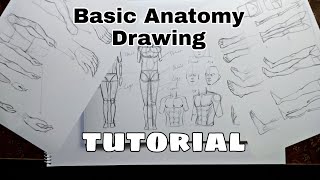 Basic Anatomy Drawing Tutorial [upl. by Weld]