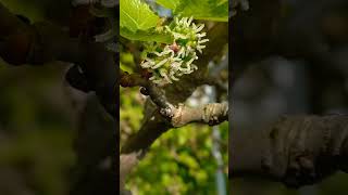 Female black Mulberry fruits mid Summer stigmas yummy food garden morusnigra juicy shorts [upl. by Sibilla86]