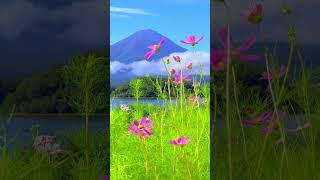 Seasonal flowers and Mount Fuji in Oishi Park in lake Kawaguchiko 河口湖畔の大石公園で富士山と花の風景 shorts [upl. by Corell183]