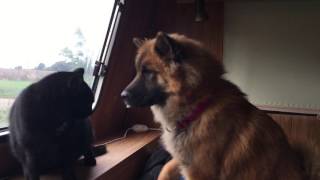 Eurasier dog trying to be friends with the cats [upl. by Charlet]