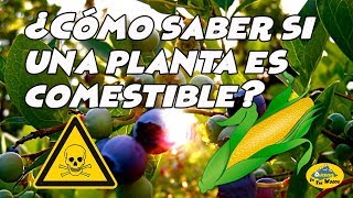 ¿Cómo saber si una planta es comestible [upl. by Abernathy525]