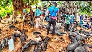 Rural African market day in Aklakou village Togo west Africa 🌍 Cost of living in my village [upl. by Dorehs]