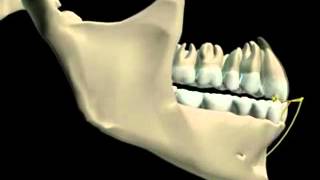 Mandibular Movement 3D [upl. by Nutter]