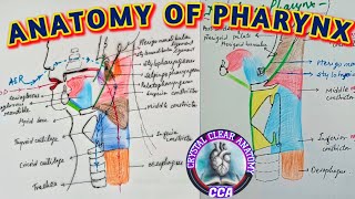 ANATOMY OF PHARYNX । Muscles of PHARYNX [upl. by Teteak235]