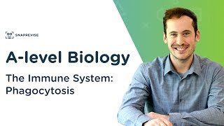 The Immune System Phagocytosis  Alevel Biology  OCR AQA Edexcel [upl. by Tarabar]