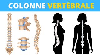 Tout savoir sur lanatomie de la colonne vertébrale en 1 minute [upl. by Yartnoed]