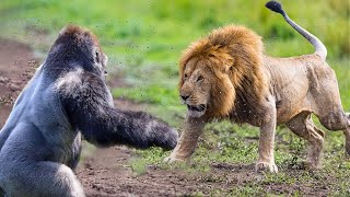 Craziest Animal Fights Of ALL TIME [upl. by Sharona886]