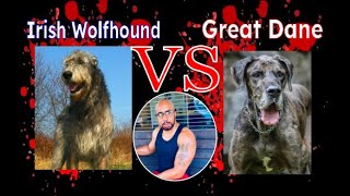 Great Dane VS Irish Wolfhound whos the Baddest [upl. by Notneb]