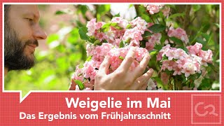 Weigelie im Mai – Das Ergebnis vom Frühjahrsschnitt [upl. by Pelmas723]