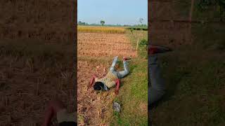 ধান বাঁধা লোক সুর্জাপুরি কমেডি ভিডিও 😁comedy funny viralvideo kishanganj siliguri islampur [upl. by Ecnahc]